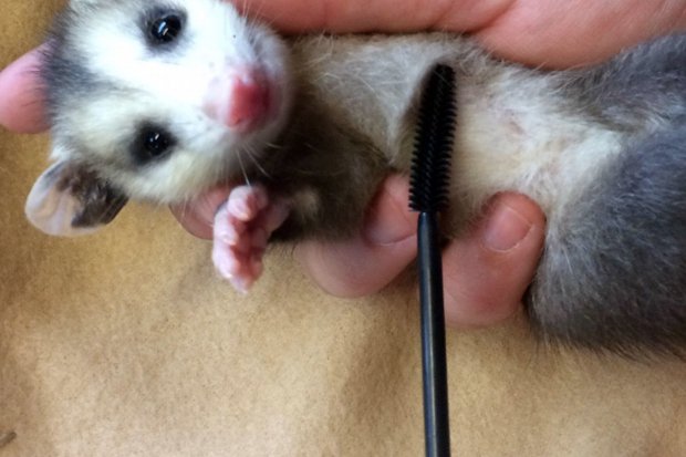 Moist N Wild Collects Mascara Wands to Assist Wildlife Rehabilitation – Broke and Lovely